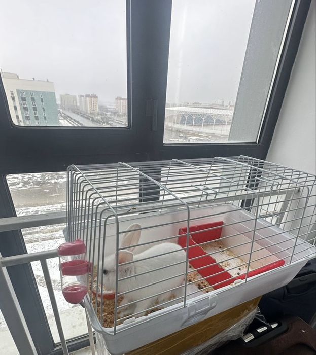 Қоян клеткамен бірге