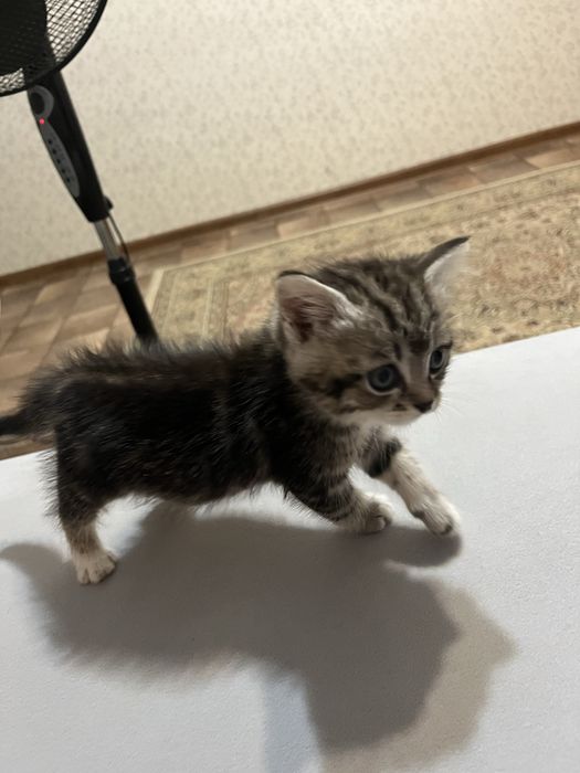 Отдам котенка.