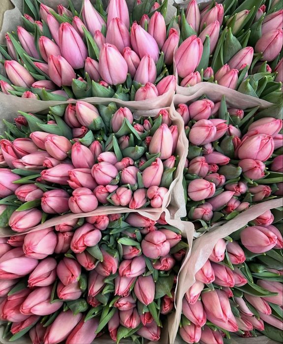 Свежие тюльпаны оптом Павлодар