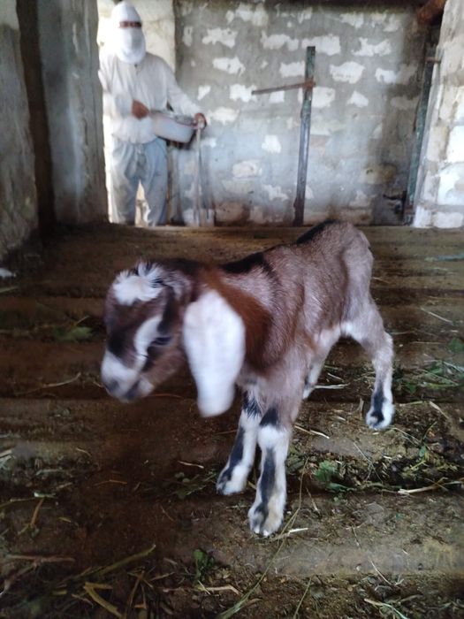 Парода ешкілер сатылады.