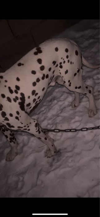 Далмотинец собака