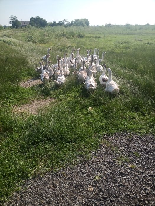 vând gâște  tinere 2025