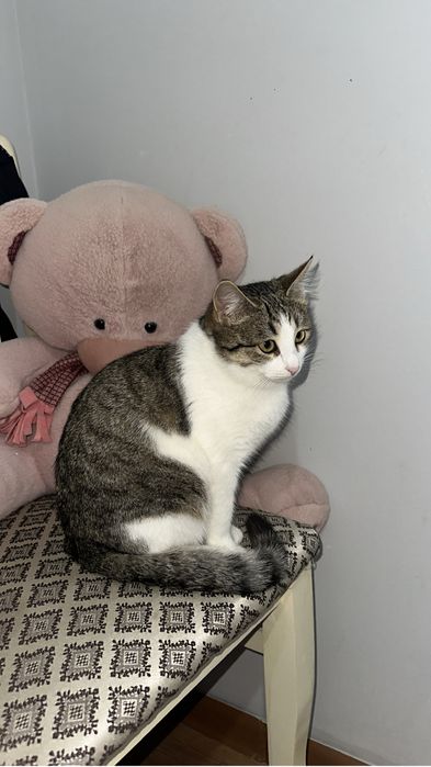 в добрые руки кошку 7 мес