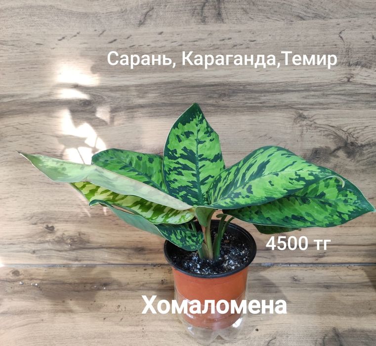 Хамедорея,гименокаллис,аспарагус