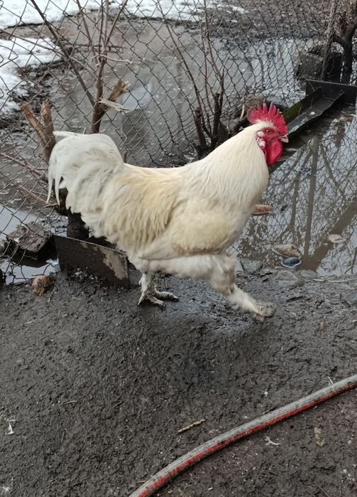 Петух помесь брамы с брессгалом
