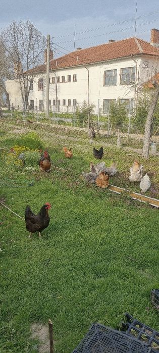 Яйца от селски пасящи кокошки!