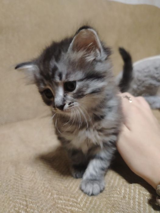 Отдам котят в добрые руки!