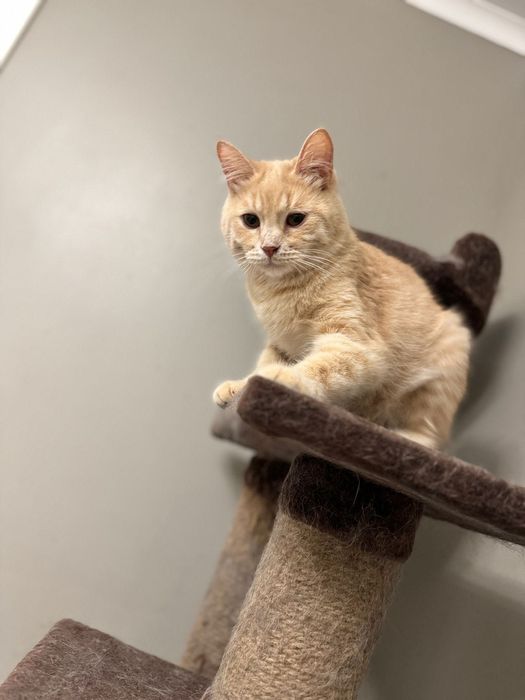 Кот Перс красавчик!