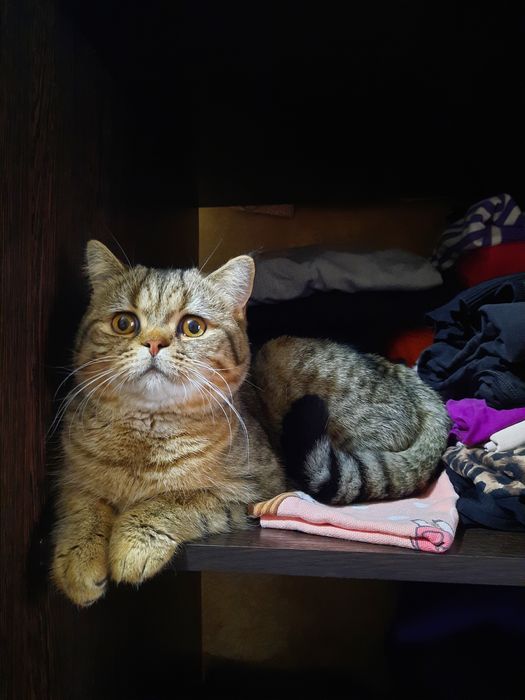 Вязка, кот скоттиш страйт