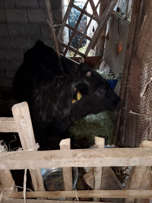 1 жасар ұрғашы бордақы бұзау сатылады