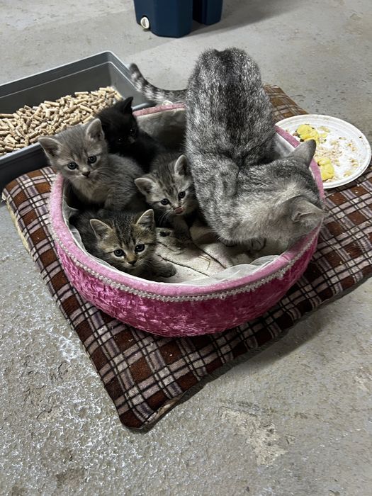 Отдам котят даром.