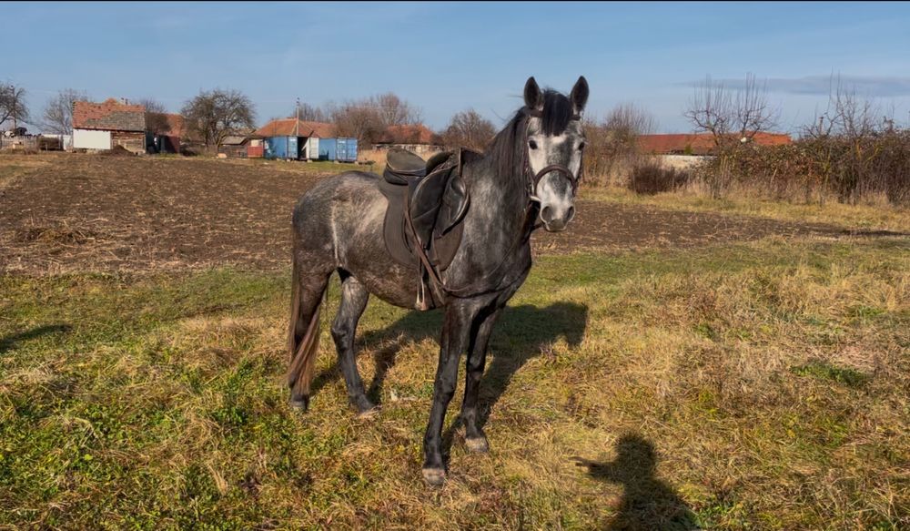 ponei sport cu pasaport ideal pentru echitatie