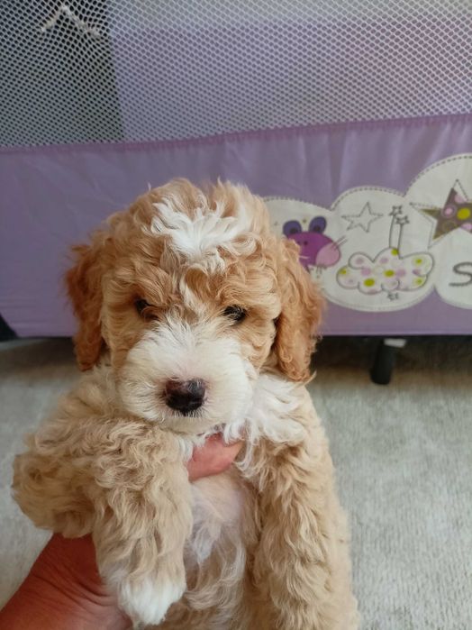 Той Пудел Poodle Toi