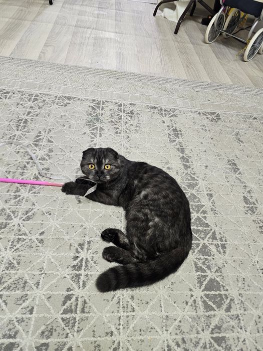 Шотландский котенок