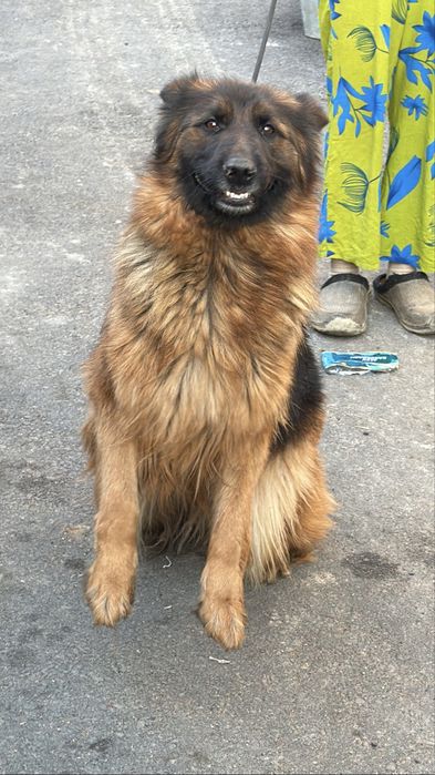 Немецкая овчарка  сука с документами