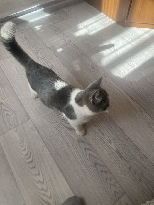 Отдам котенка в хорошие руки