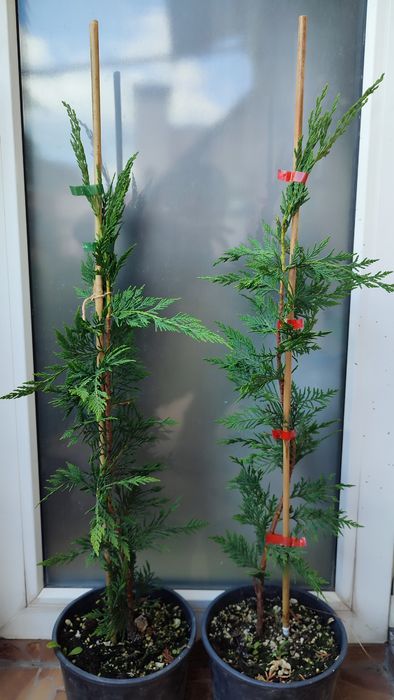 Купресоципарис Лейланди