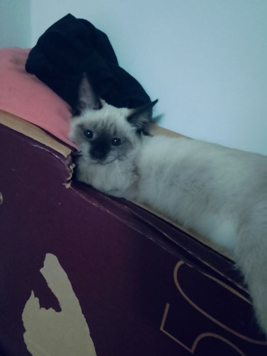 кошечка, девочка, около 7 месяцев