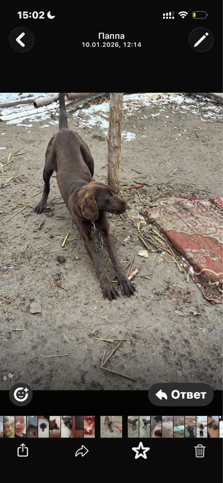 Курцхххар сатылады