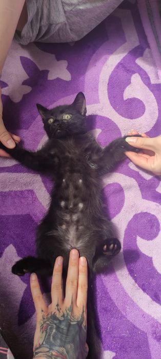 Котенок мальчик.