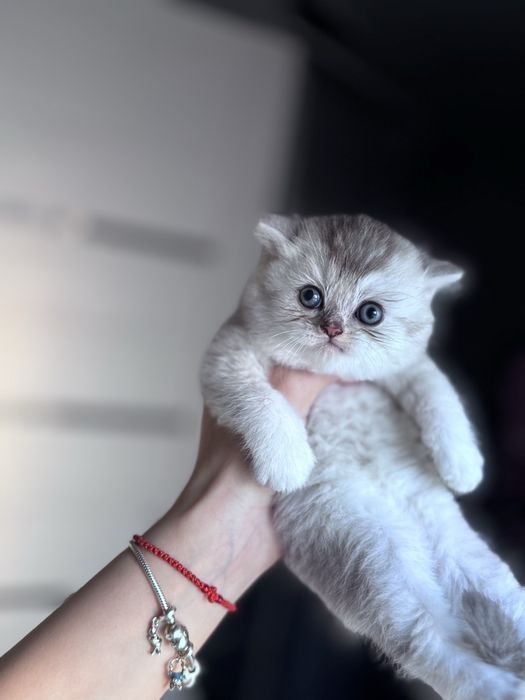 Скотиш страйт серебристая шиншилла