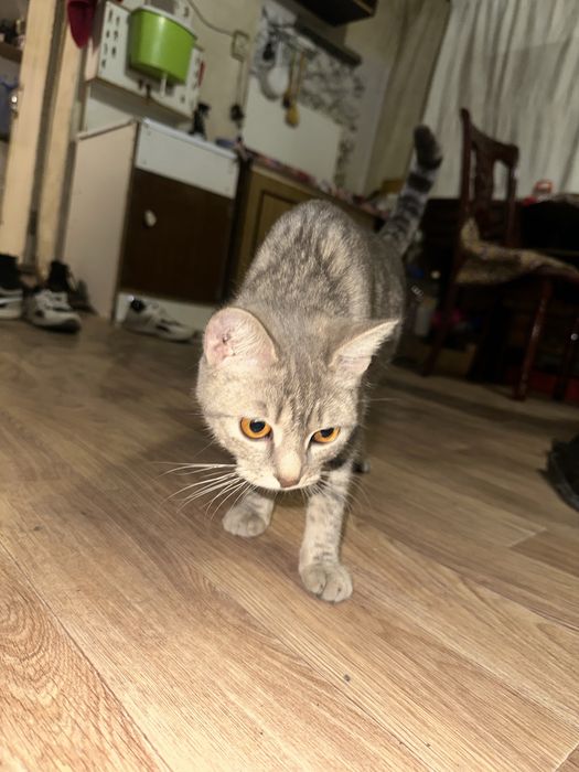 Отдам кошку в добрые руки