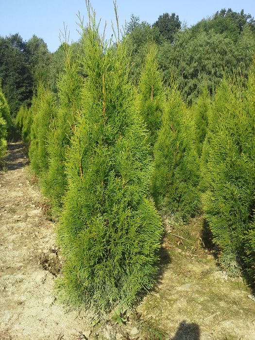 Арчалар хлма хил турдаги