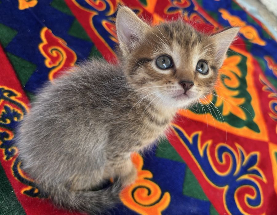 Котята смешанные