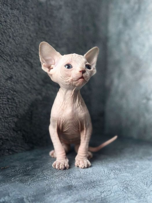 Котята канадского сфинкса