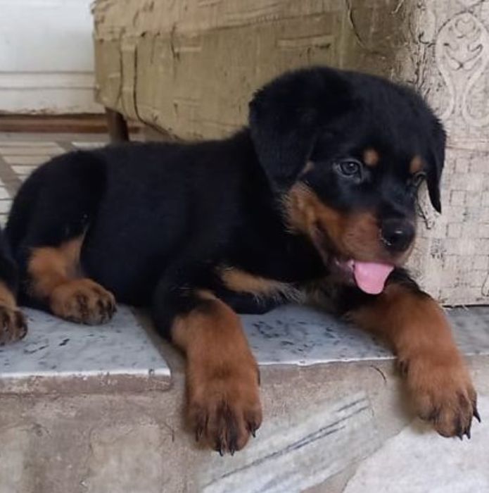 Продажа Ротвейлеров