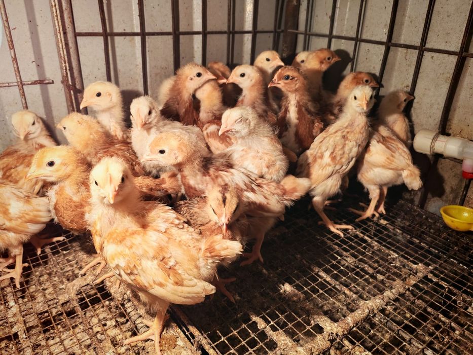 Балапан- цыплята