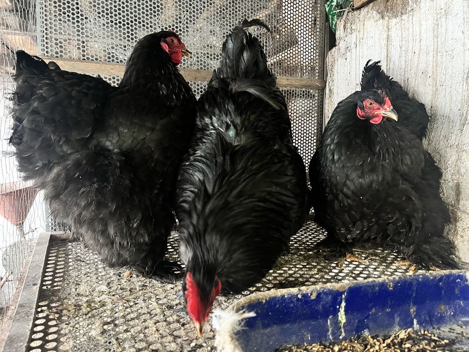 Gaini de vanzare.  Din rasa conchinchina urias