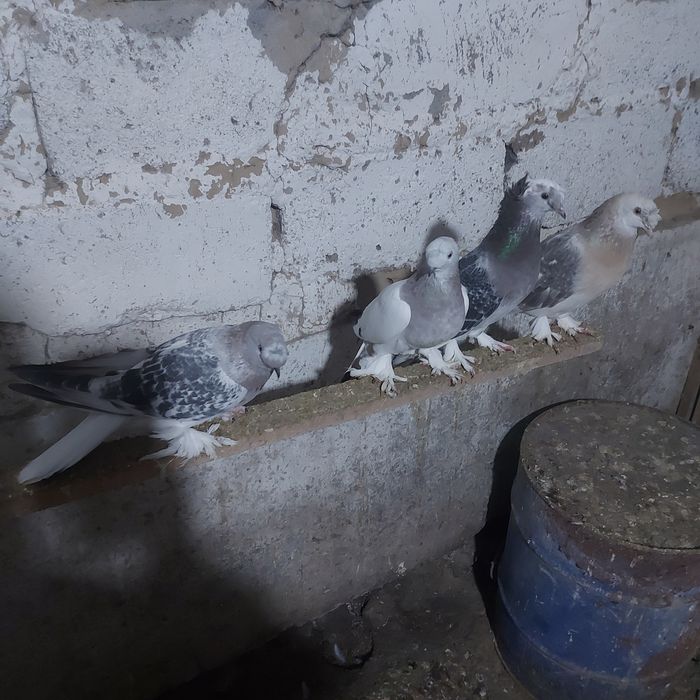 Такла насачуби двух чуби