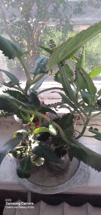 Продам цветок лекарственный каланхоэ