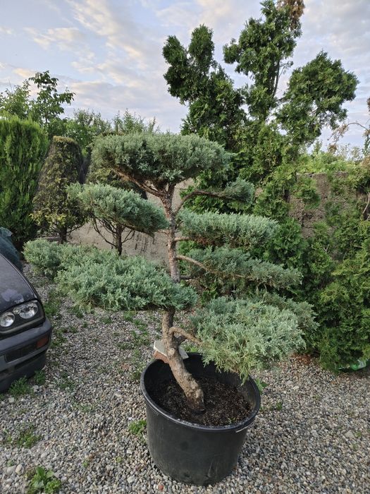 Bonsai de gradina Ienupăr gri-albastrui (Iuniperus Pfitzeriana glauca)