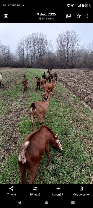 Vând capre și oi