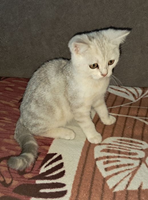 Шотландский котёнок. Мальчик