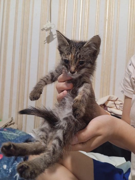 Котенок котенок.