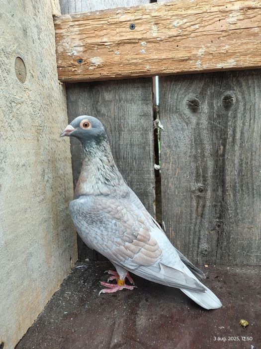 Porumbei voiajori colorați