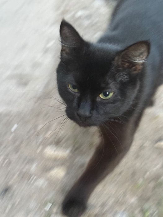 Отдаю кошку в добрые руки