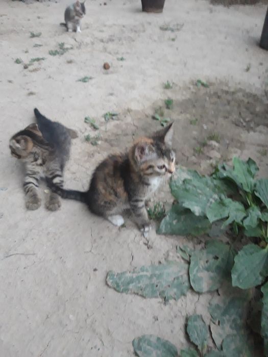 Мушук болалари сотилади. Калта юнгли Британка зотли.