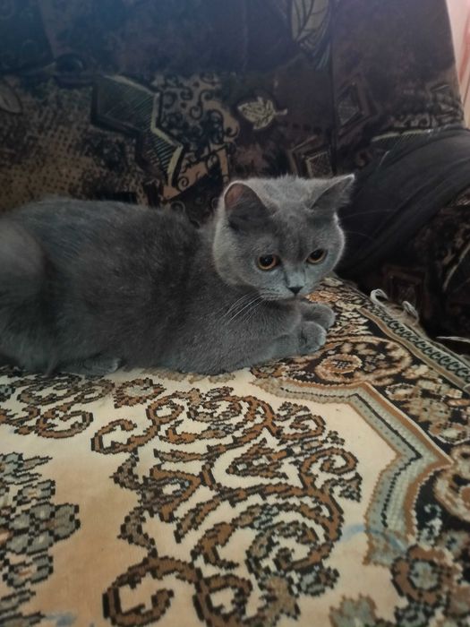 Pisica british shorthair blue și longhair color point