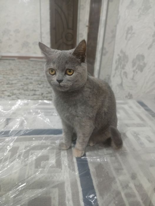 Кошка продоется срочно