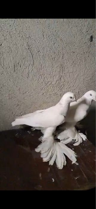 Пара бусые голуби