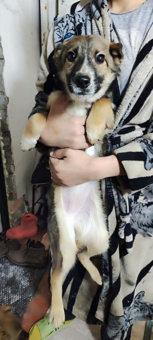 Щенки в добрые руки