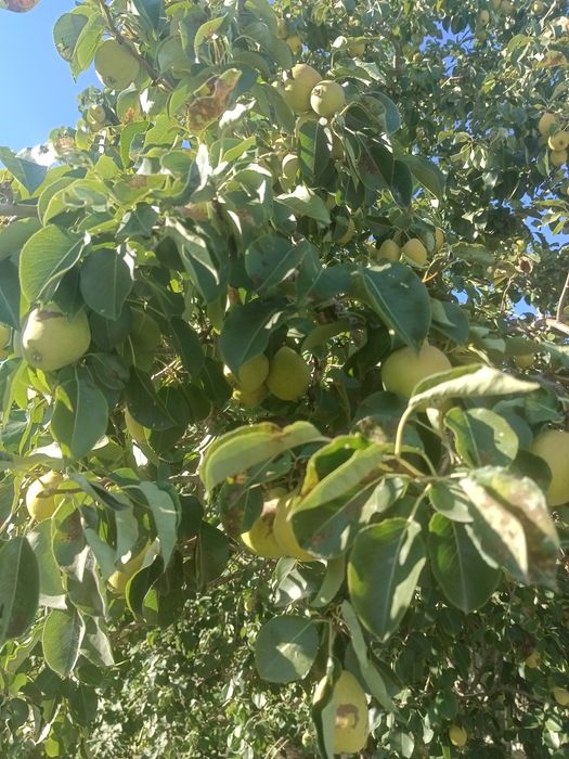 Продам домашную грушу