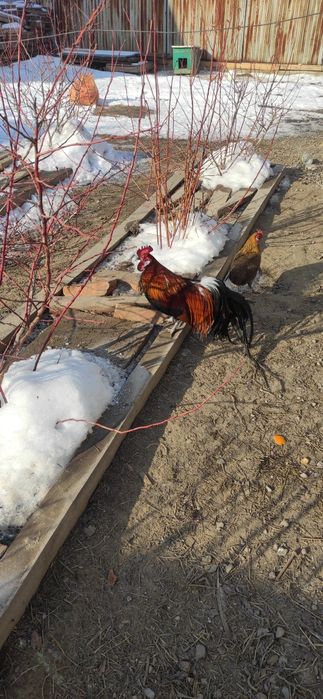 инкубационные яйца куры феникс