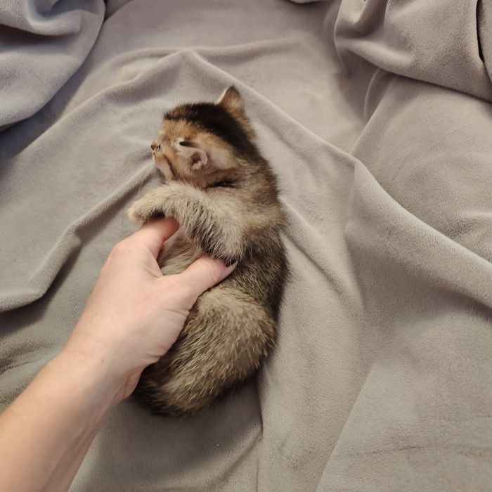 Чаузи котята дикий окрас