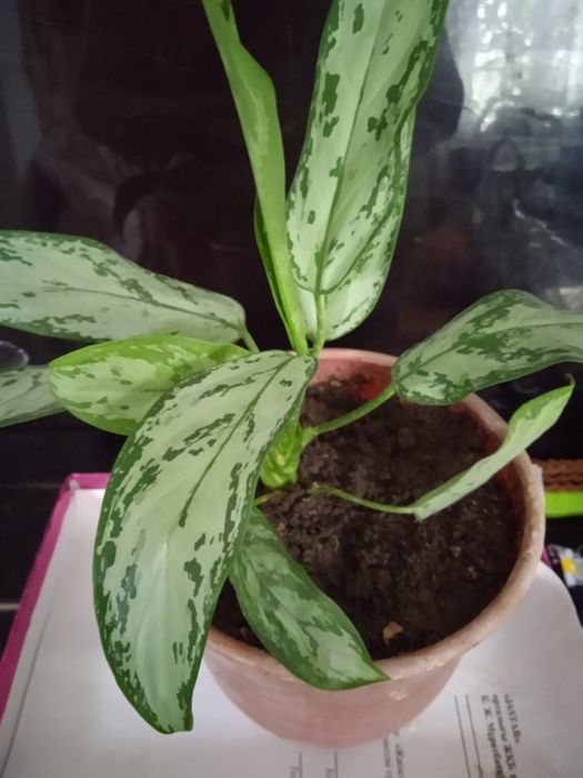 Аглонема, сансевьера