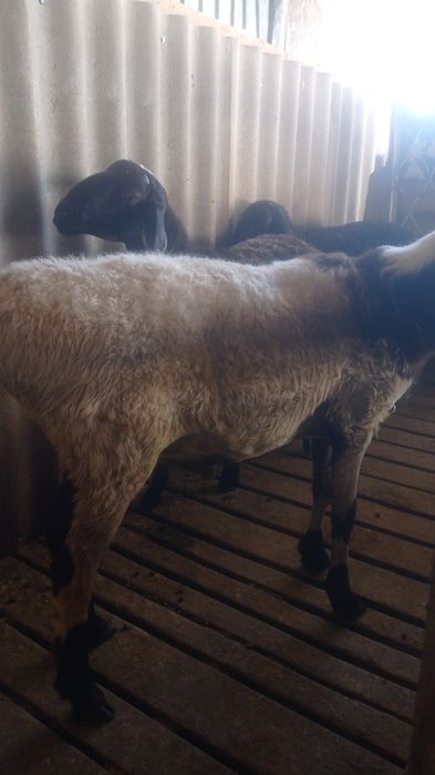 Семіз қойлар 6 ай жемдетұрған